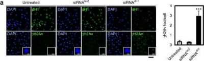 Immunocytochemistry/ Immunofluorescence: Histone H2Av [p Ser137] Antibody [NBP1-78103]
